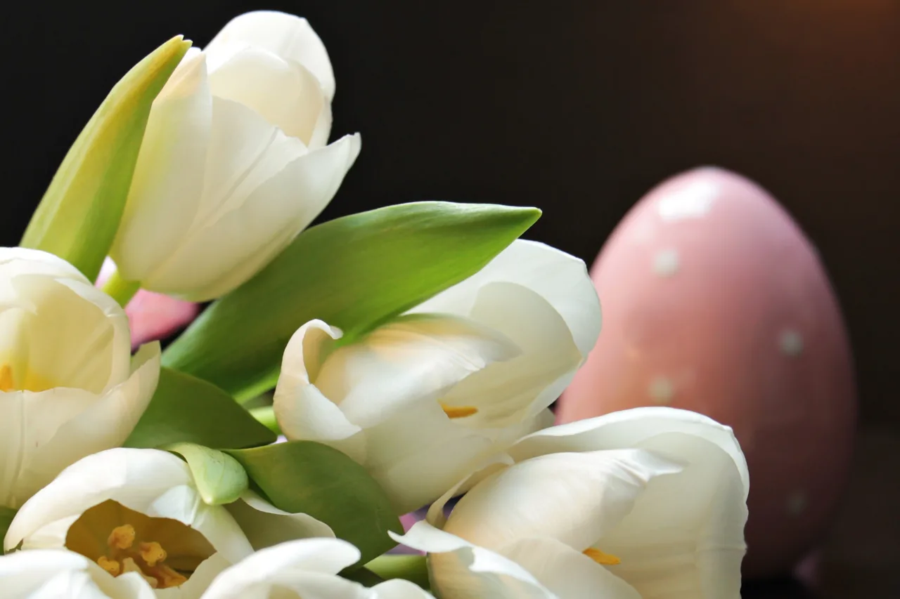 Noname 13 tulips 2091606