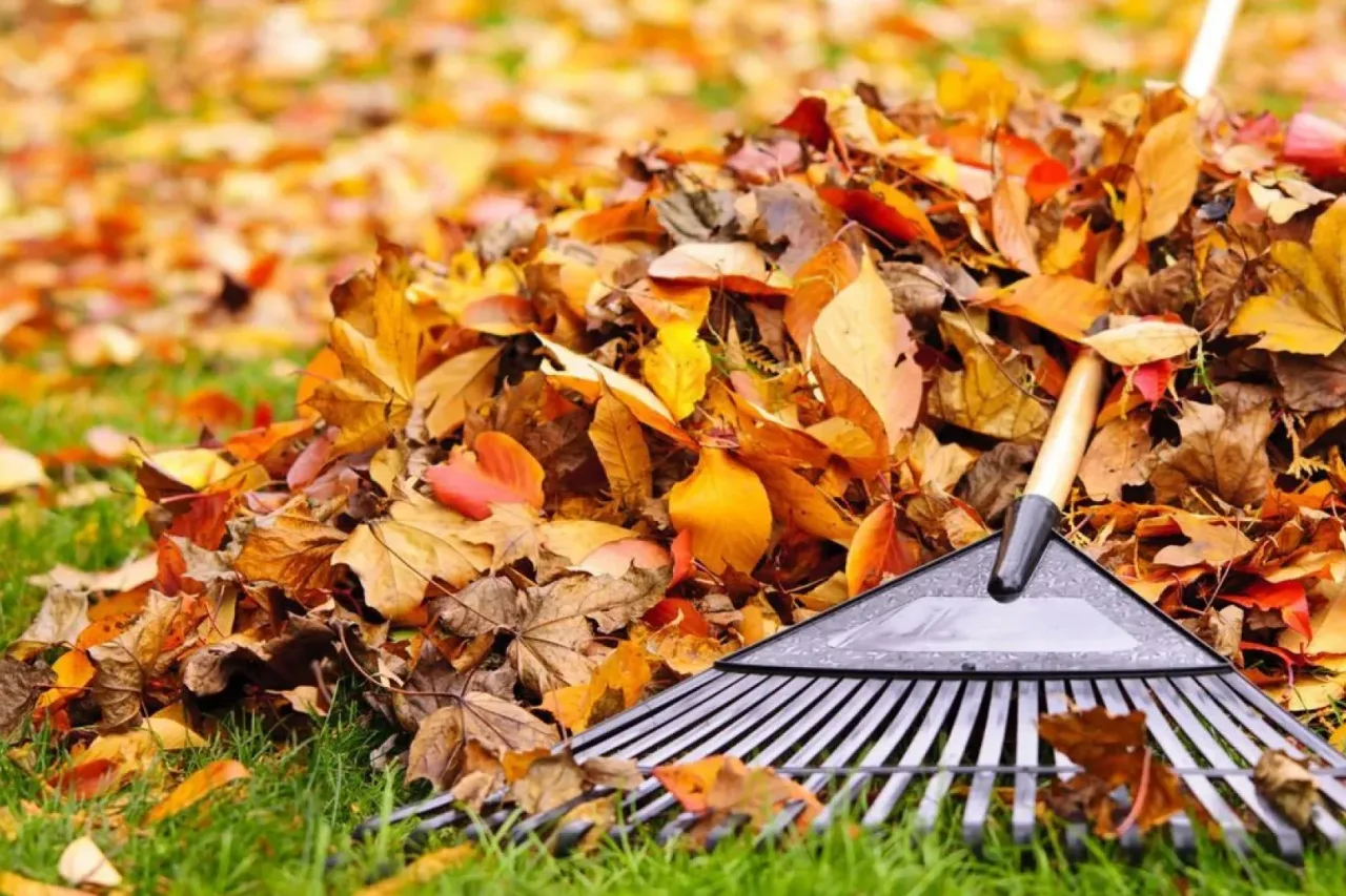Collecte feuilles