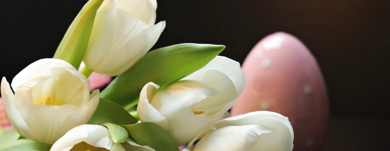 Noname 13 tulips 2091606